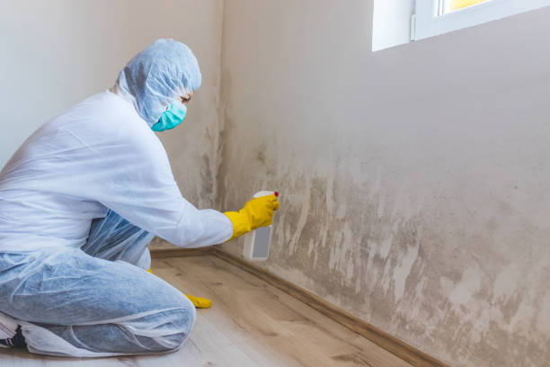 Licensed Mold Cleanup service in Jefferson, TX - WQB Mold Removal