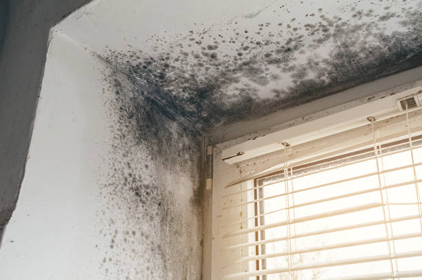 Affordable Mold Cleanup solutions in Jefferson, TX